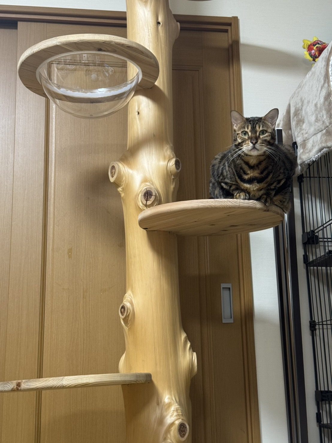 原木のステップでくつろぐ猫